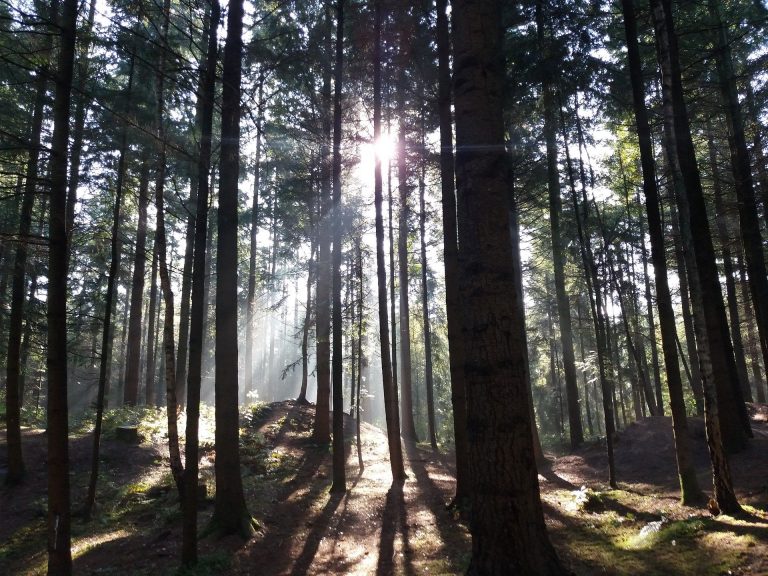 05.12.2019 | Stadtratskoalition für Reduzierung des Holzeinschlags im Stadtwald