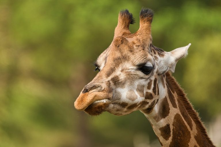 Saarbrücker Zoo: Preisanpassung zur Sicherstellung der Attraktivität – Preisgestaltung wird familien- und kindgerechter